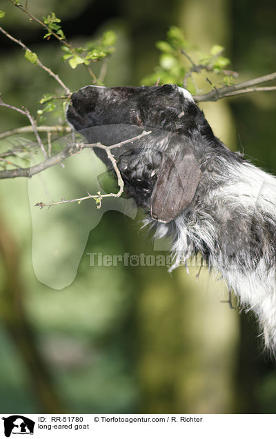 Langohrziege / long-eared goat / RR-51780