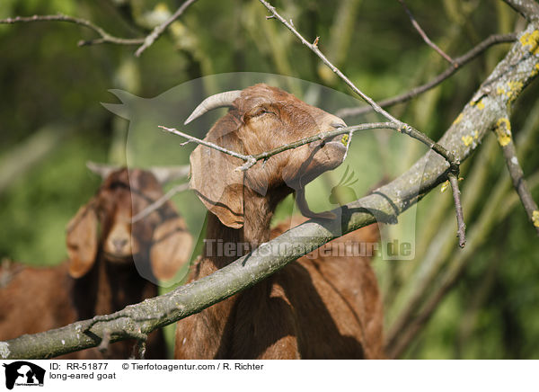 Langohrziege / long-eared goat / RR-51877