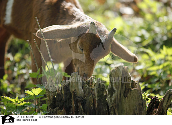 Langohrziege / long-eared goat / RR-51891
