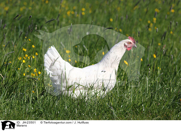 Marans / Marans / JH-23501