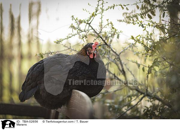 Marans / Marans / TBA-02656