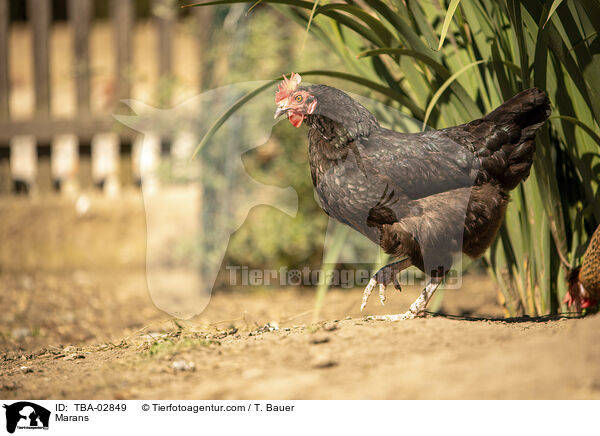 Marans / Marans / TBA-02849
