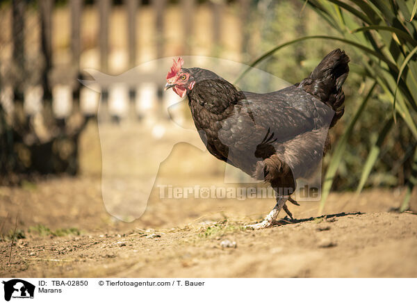 Marans / Marans / TBA-02850
