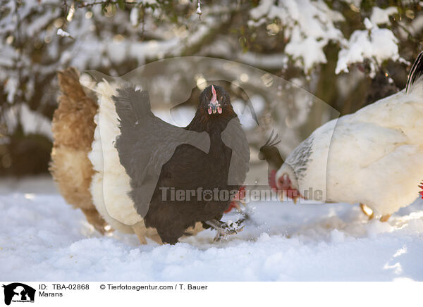 Marans / Marans / TBA-02868