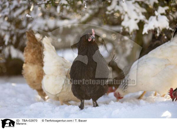Marans / Marans / TBA-02870