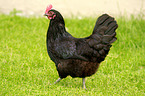 Marans chicken