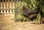 Marans