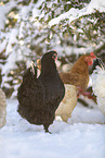 Marans