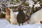 Marans