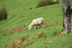 Merino sheep
