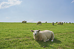 Merino Sheeps on a meadow