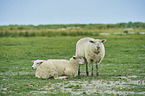 Merino Sheeps on a meadow
