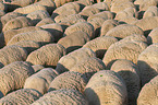 Merino Sheeps