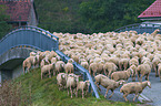 Merino Sheeps