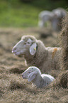 lying Merino Sheeps