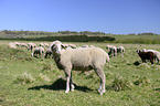 Merino Sheeps