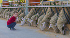 boy and Merino Sheeps