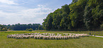 Merino sheeps