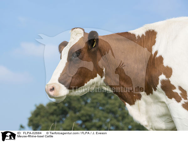 Maas-Rhein-Ijssel-Rind / Meuse-Rhine-Issel Cattle / FLPA-02684