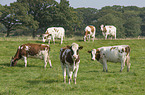 Meuse-Rhine-Issel Cattle