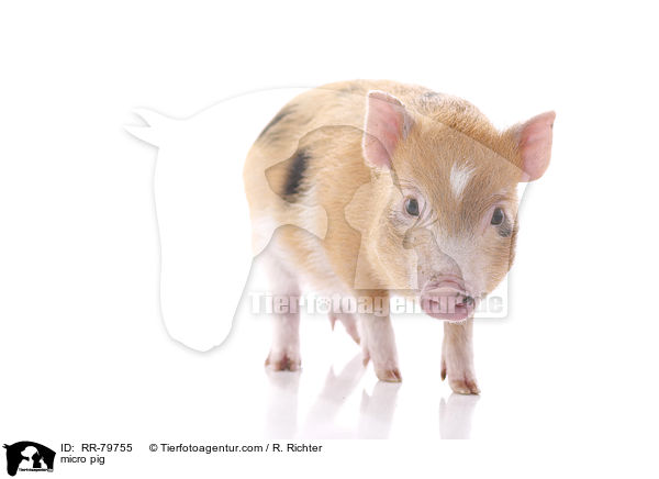 Microschwein / micro pig / RR-79755