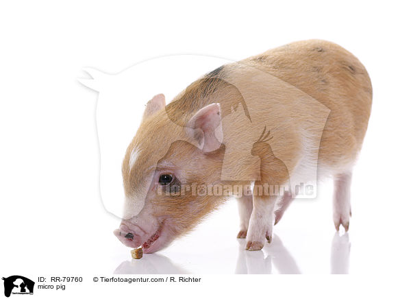 micro pig / RR-79760