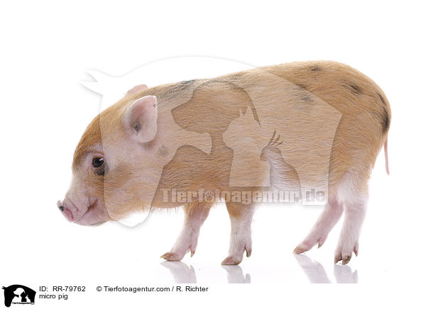 Microschwein / micro pig / RR-79762