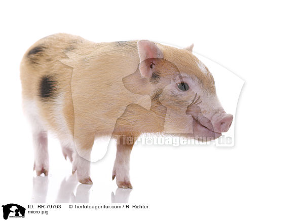 Microschwein / micro pig / RR-79763
