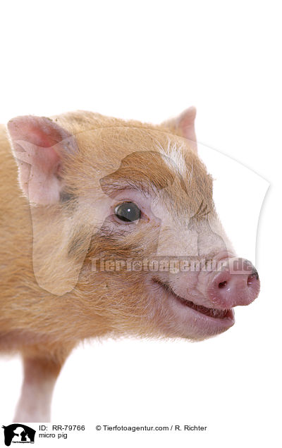 Microschwein / micro pig / RR-79766