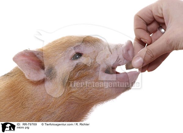 micro pig / RR-79769