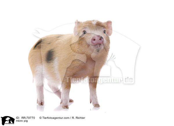 Microschwein / micro pig / RR-79770