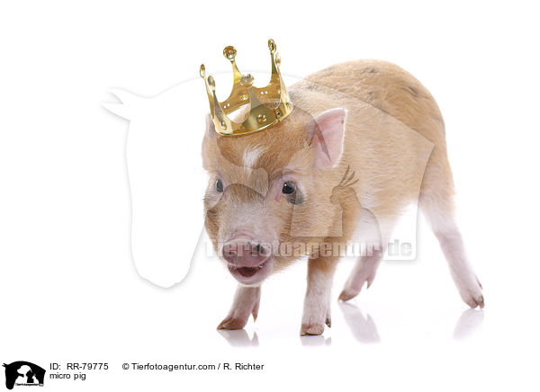 micro pig / RR-79775