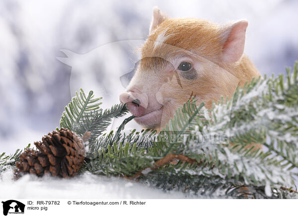 Microschwein / micro pig / RR-79782