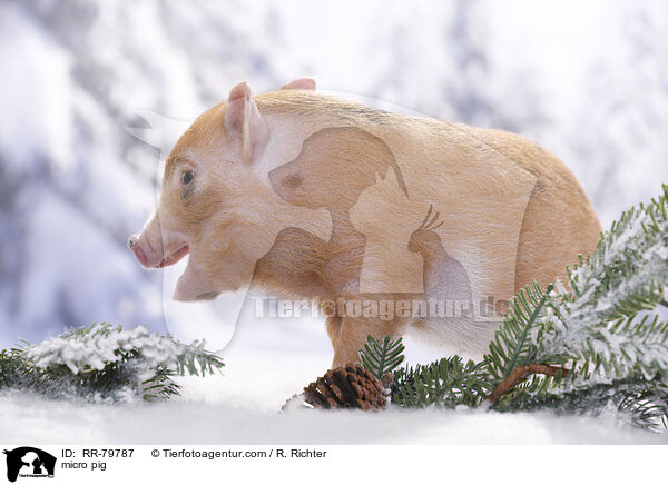 micro pig / RR-79787