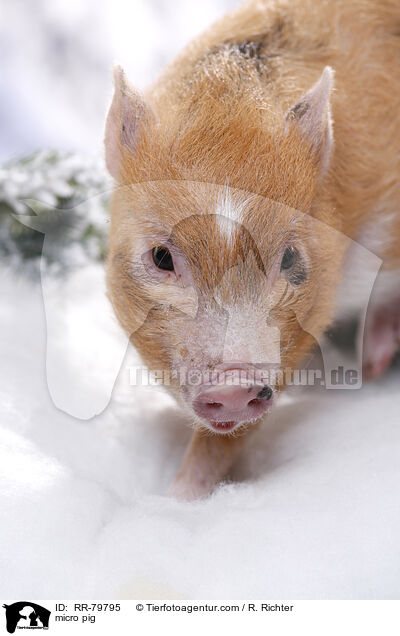 micro pig / RR-79795