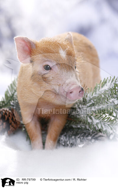 micro pig / RR-79799