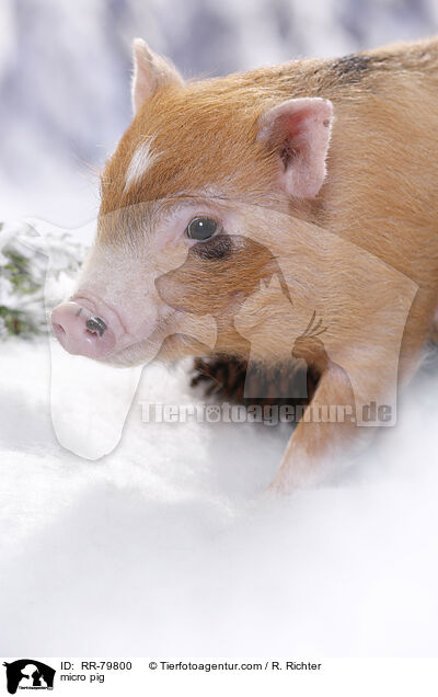 micro pig / RR-79800