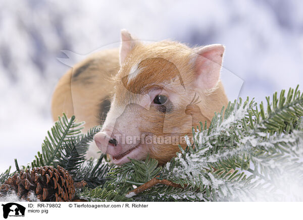 micro pig / RR-79802