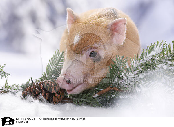 micro pig / RR-79804