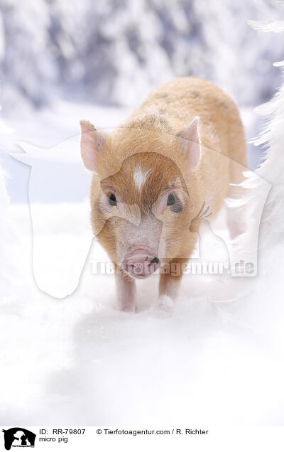 micro pig / RR-79807