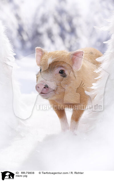 Microschwein / micro pig / RR-79808