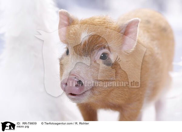 micro pig / RR-79809
