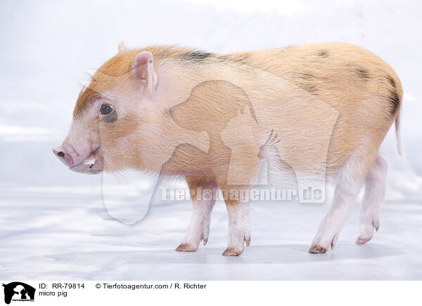 Microschwein / micro pig / RR-79814
