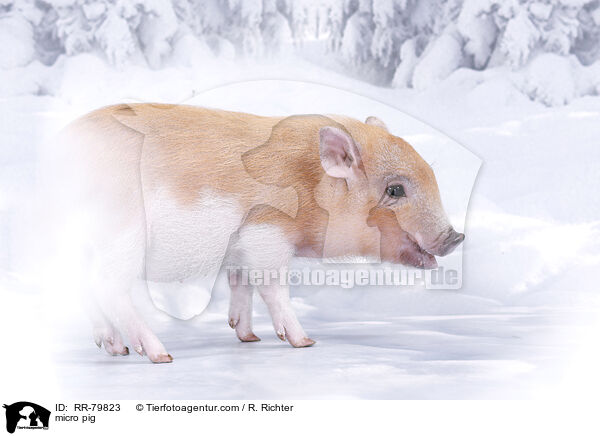 Microschwein / micro pig / RR-79823