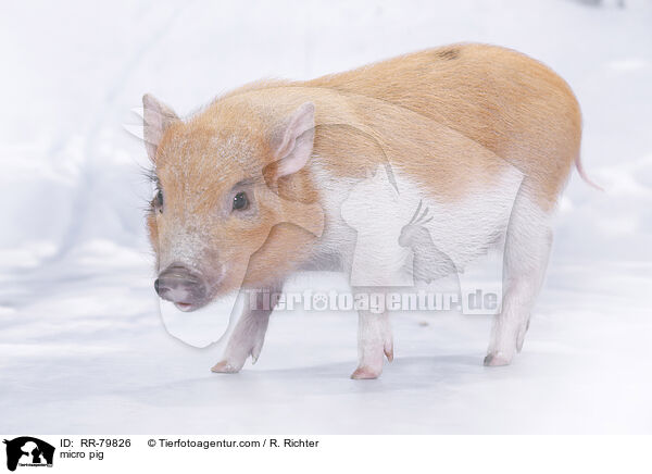 Microschwein / micro pig / RR-79826