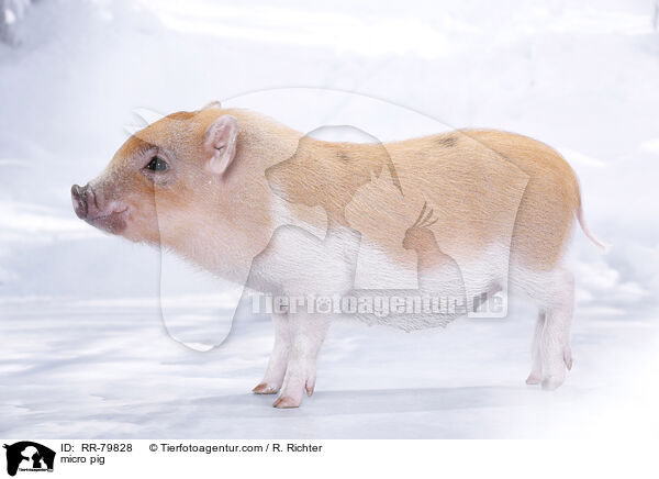 micro pig / RR-79828