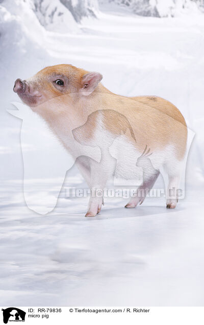 Microschwein / micro pig / RR-79836