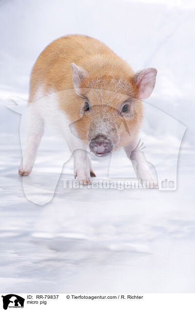 Microschwein / micro pig / RR-79837