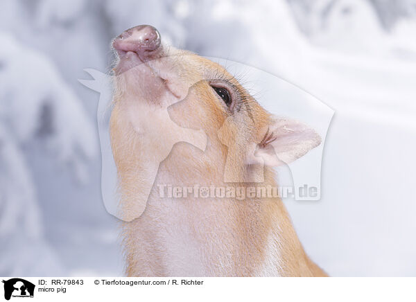 Microschwein / micro pig / RR-79843