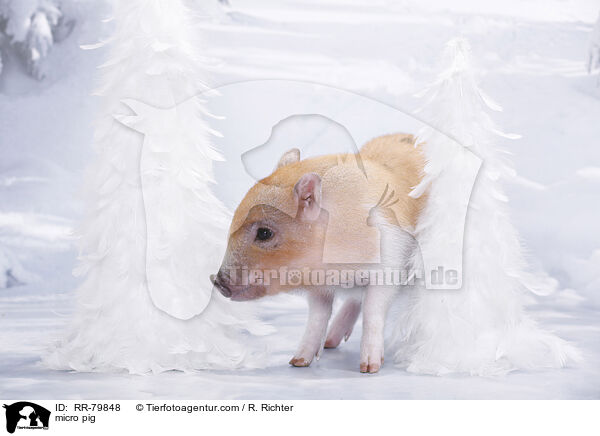Microschwein / micro pig / RR-79848